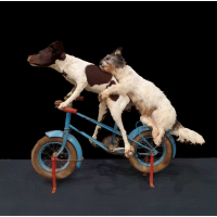 Lady en de Vagebond, fantastische Anthropomorfe taxidermy!